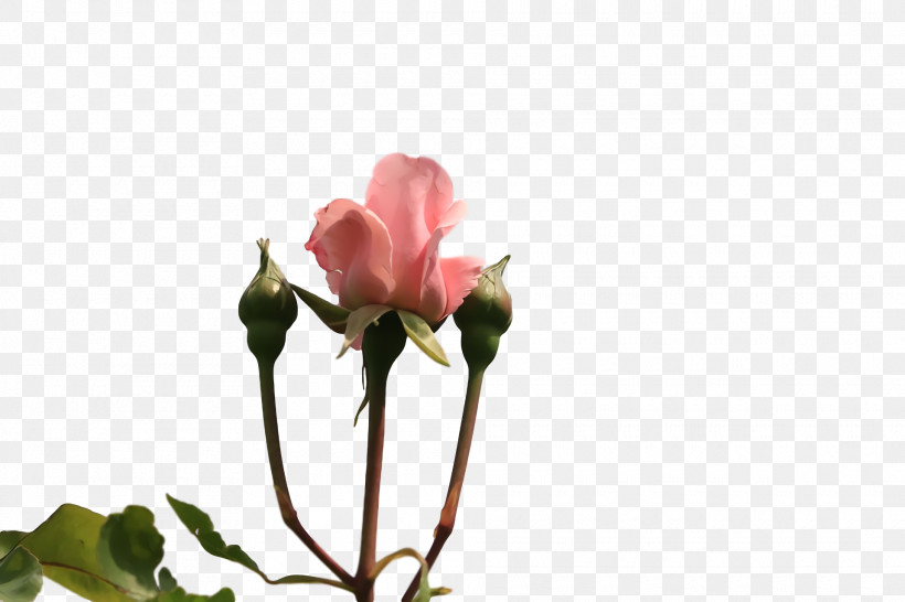 Garden Roses, PNG, 1920x1280px, Plant Stem, Biology, Branching, Bud, Cut Flowers Download Free