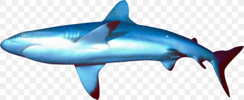 Great White Shark Requiem Shark Ocean Bathyal Zone Marine Biology, PNG, 1150x472px, Great White Shark, Animal, Bathyal Zone, Biology, Cartilaginous Fish Download Free
