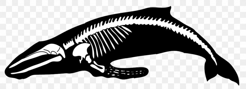Marine Mammal Humpback Whale Cetacea Human Skeleton, PNG, 1024x374px, Marine Mammal, Beak, Beluga Whale, Black And White, Blue Whale Download Free