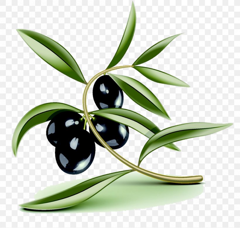 Olive Oil Stock Photography Illustration, PNG, 1000x953px, Olive, Branch, Drawing, Flora, Flower Download Free