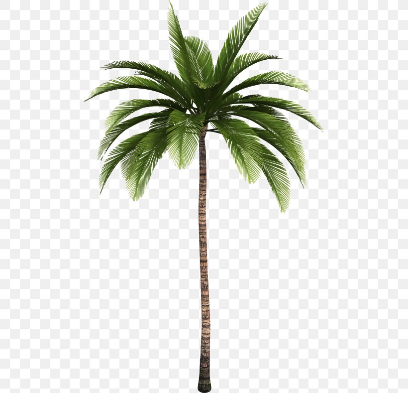 Palm Trees Clip Art Coconut Trunk, PNG, 485x789px, Palm Trees, Arecales, Babassu, Borassus Flabellifer, Canary Island Date Palm Download Free