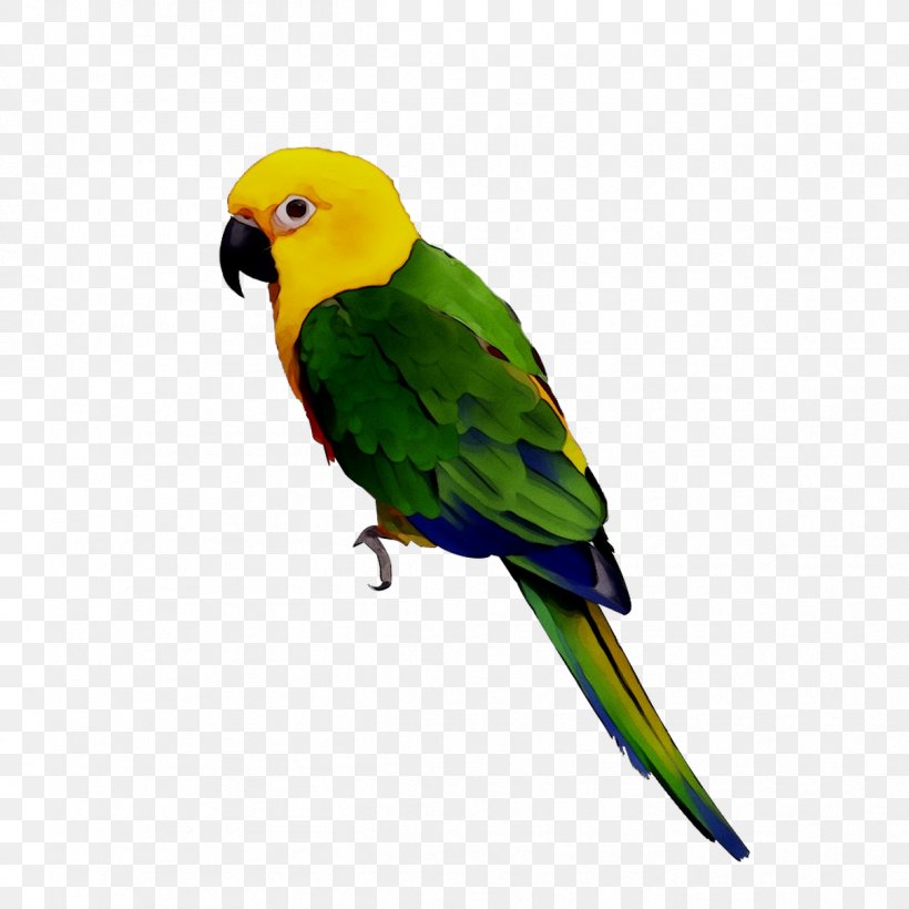 Bird Parrots Yellow-crowned Amazon Budgerigar Macaw, PNG, 1208x1208px, Bird, Amazon Parrot, Beak, Blueandyellow Macaw, Budgerigar Download Free