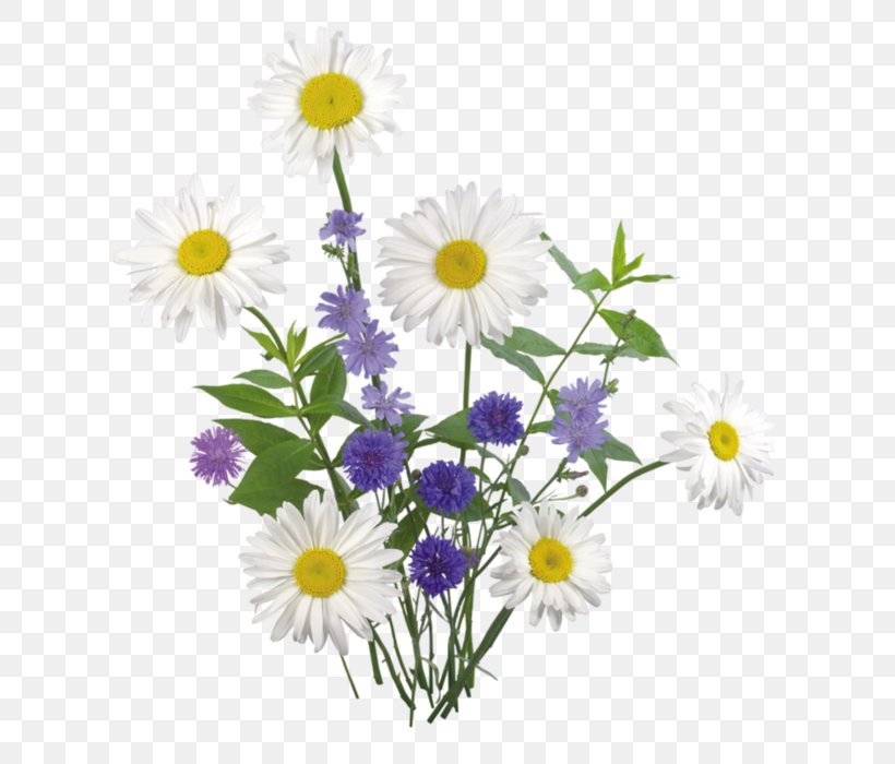 Flower Bokmärke Chamomile Clip Art, PNG, 686x700px, Flower, Annual Plant, Aster, Chamaemelum Nobile, Chamomile Download Free