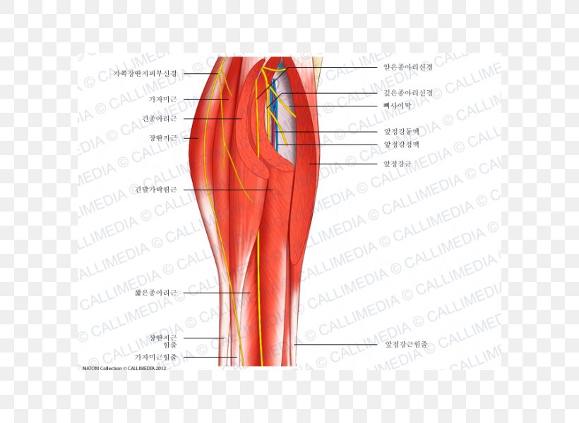 Muscle Nerve Blood Vessel Human Body Anatomy, PNG, 600x600px, Watercolor, Cartoon, Flower, Frame, Heart Download Free