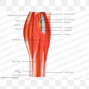Blood Vessel Muscle Human Anatomy Nerve Human Body, PNG, 600x600px ...