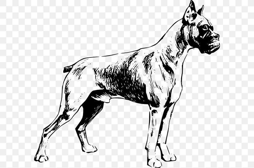 My Boxer Dogo Argentino Presa Canario Bulldog, PNG, 600x541px, Boxer, Bark, Black And White, Boxing, Bulldog Download Free
