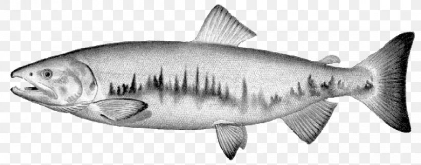 Tiger Shark Astaxanthin Salmon Animal Squaliform Sharks, PNG, 1011x399px, Tiger Shark, Animal, Animal Figure, Astaxanthin, Black And White Download Free