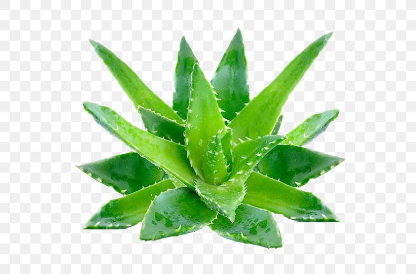 Aloe Vera Aloe Emodin Gel Skin, PNG, 540x540px, Aloe Vera, Aloe, Aloe Emodin, Aloes, Chemistry Download Free