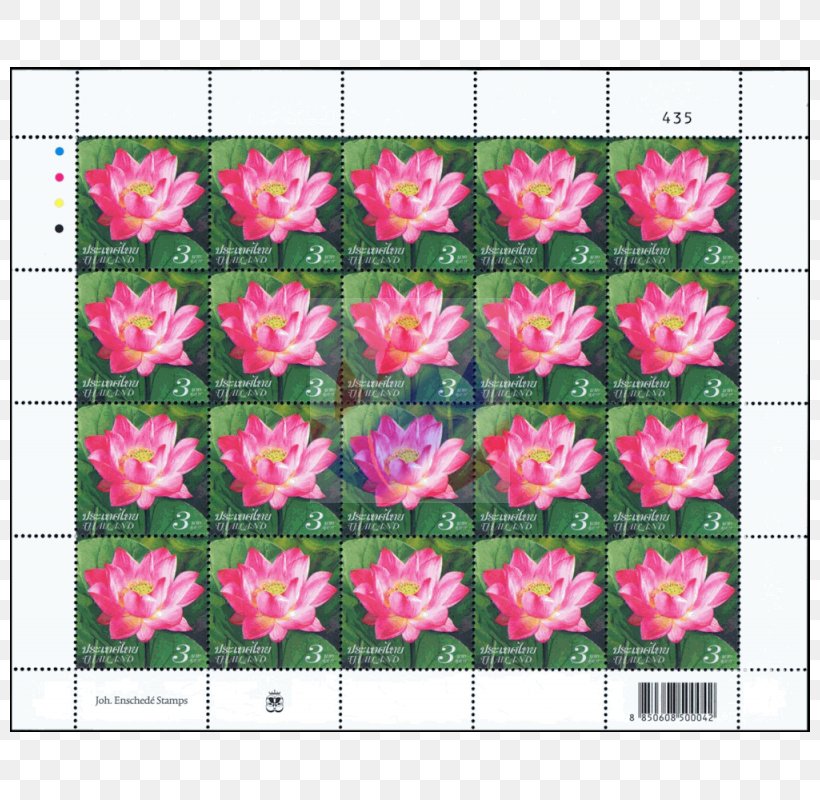 Azalea Rose Family Floral Design Pattern, PNG, 800x800px, Azalea, Flora, Floral Design, Floristry, Flower Download Free