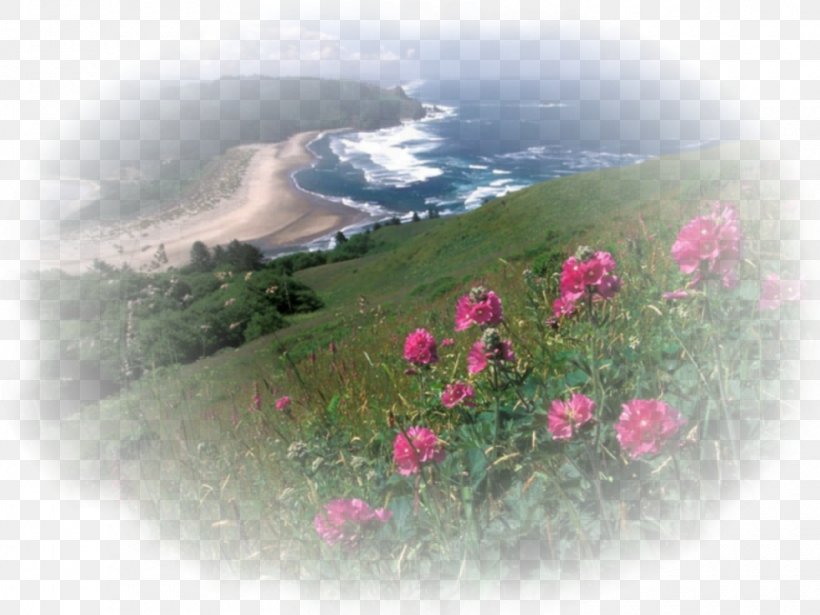 Cascade Head Oregon Coast Desktop Wallpaper, PNG, 980x735px, Oregon Coast, Beach, Coast, Flora, Flower Download Free
