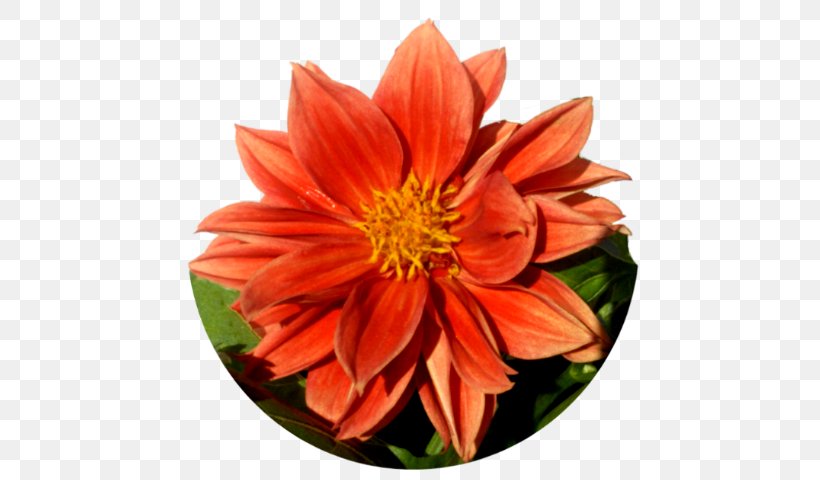 Flower Animation Dahlia, PNG, 486x480px, Flower, Animation, Annual Plant, Cut Flowers, Dahlia Download Free
