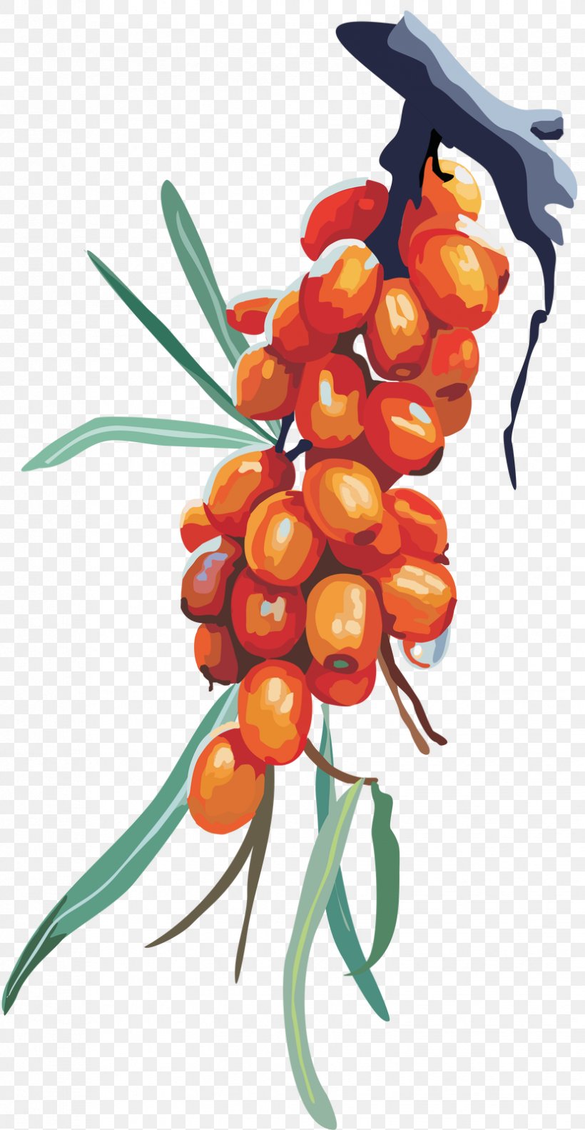 Fruit Sea Buckthorns Jujube Clip Art, PNG, 829x1600px, Fruit, Berry, Branch, Date Palm, Flower Download Free