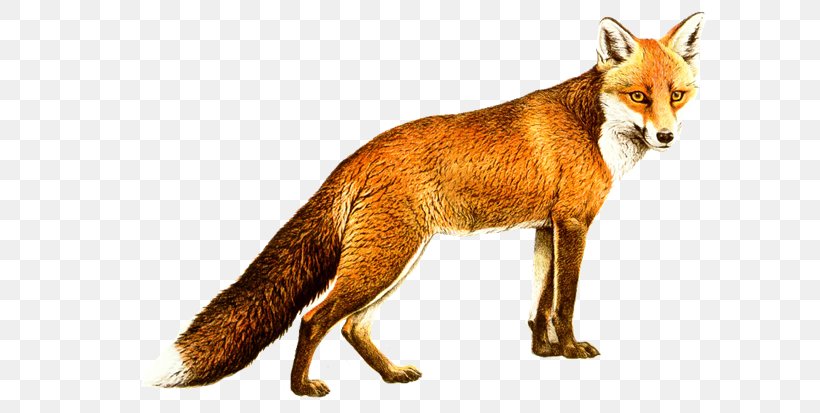 Red Fox Gray Wolf Kit Fox, PNG, 648x413px, Red Fox, Animal, Basabizitza, Carnivoran, Dog Like Mammal Download Free
