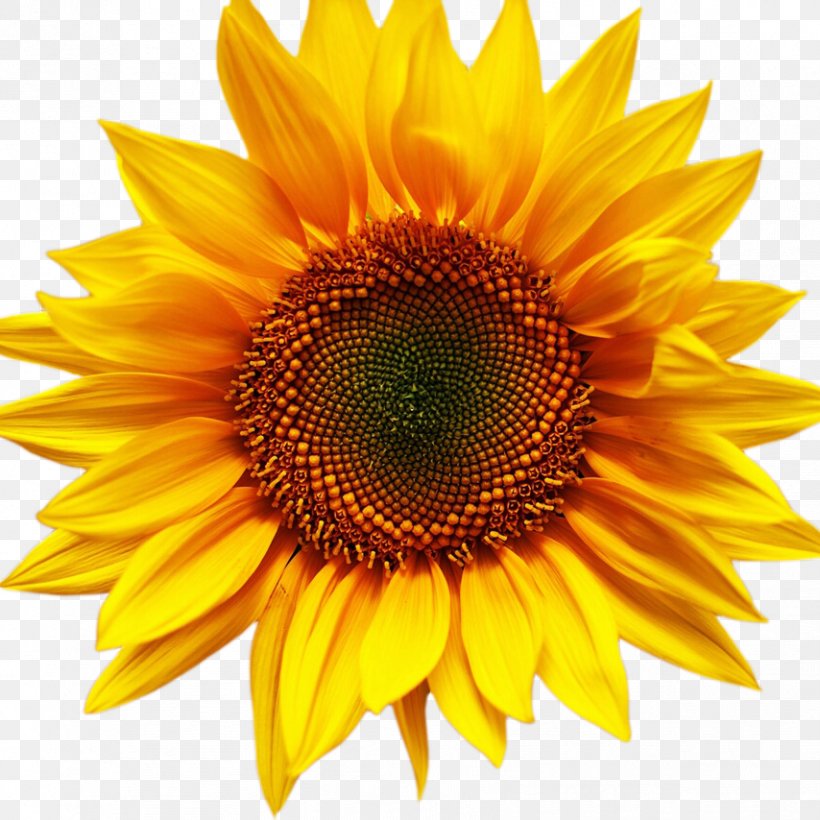 Stock.xchng Desktop Wallpaper Image Photograph Sunflower, PNG, 854x854px, 2018, Sunflower, Annual Plant, Common Sunflower, Cover Art Download Free