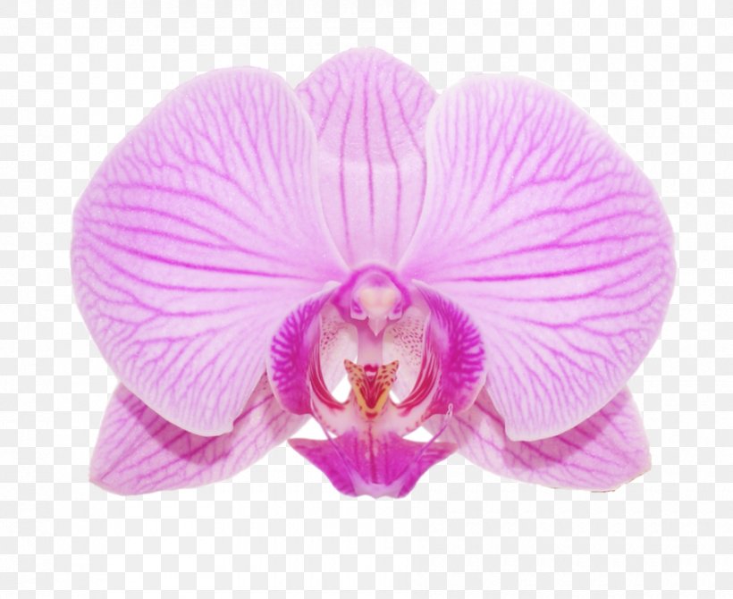 Violet Magenta Purple Clip Art, PNG, 900x736px, Violet, Deviantart, Flower, Flowering Plant, Lilac Download Free