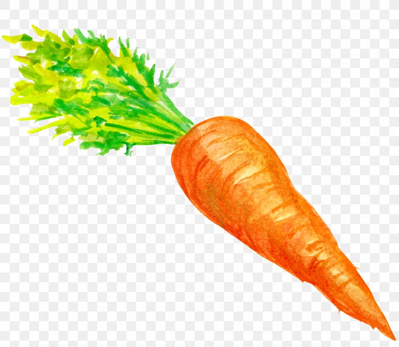 Baby Carrot Vegetable, PNG, 2300x2000px, Carrot, Baby Carrot, Brassica Oleracea, Carotene, Cartoon Download Free