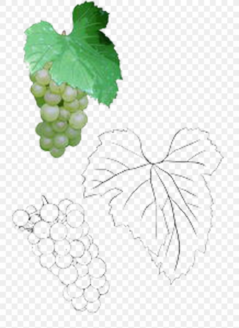 Grape Leaves Leaf Illustration, PNG, 999x1370px, Grape, Auglis, Drawing, Floral Design, Flowering Plant Download Free