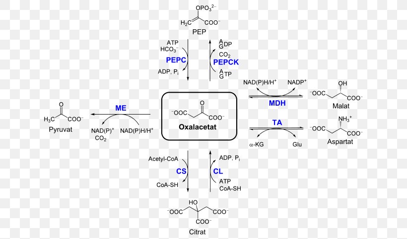 Oxaloacetic Acid Pyruvate Carboxylase Malate Dehydrogenase Pyruvic Acid Phosphoenolpyruvate Carboxykinase, PNG, 660x482px, Oxaloacetic Acid, Acetylcoa, Anaplerotic Reactions, Area, Aspartate Transaminase Download Free