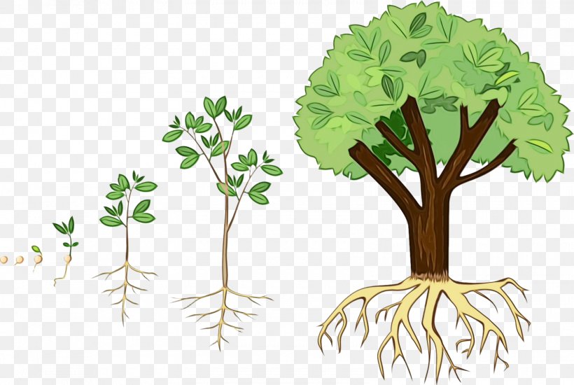 Seed Tree Plants Root Design, PNG, 1600x1074px, Watercolor, Arbor Day, Flower, Herb, Leaf Download Free