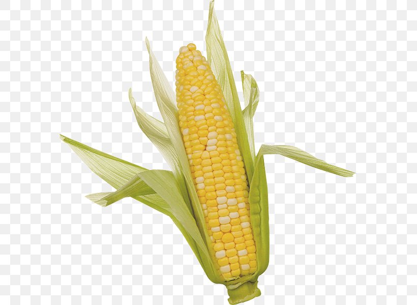 Corn On The Cob Clip Art Sweet Corn Corncob, PNG, 587x599px, Corn On The Cob, Candy Corn, Commodity, Corn, Corn Kernels Download Free