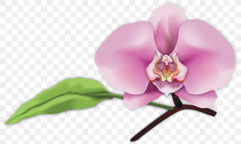 Digital Art Moth Orchids Photography San Luis Obispo, PNG, 811x492px, Art, Blossom, Cattleya, Cattleya Orchids, Cut Flowers Download Free