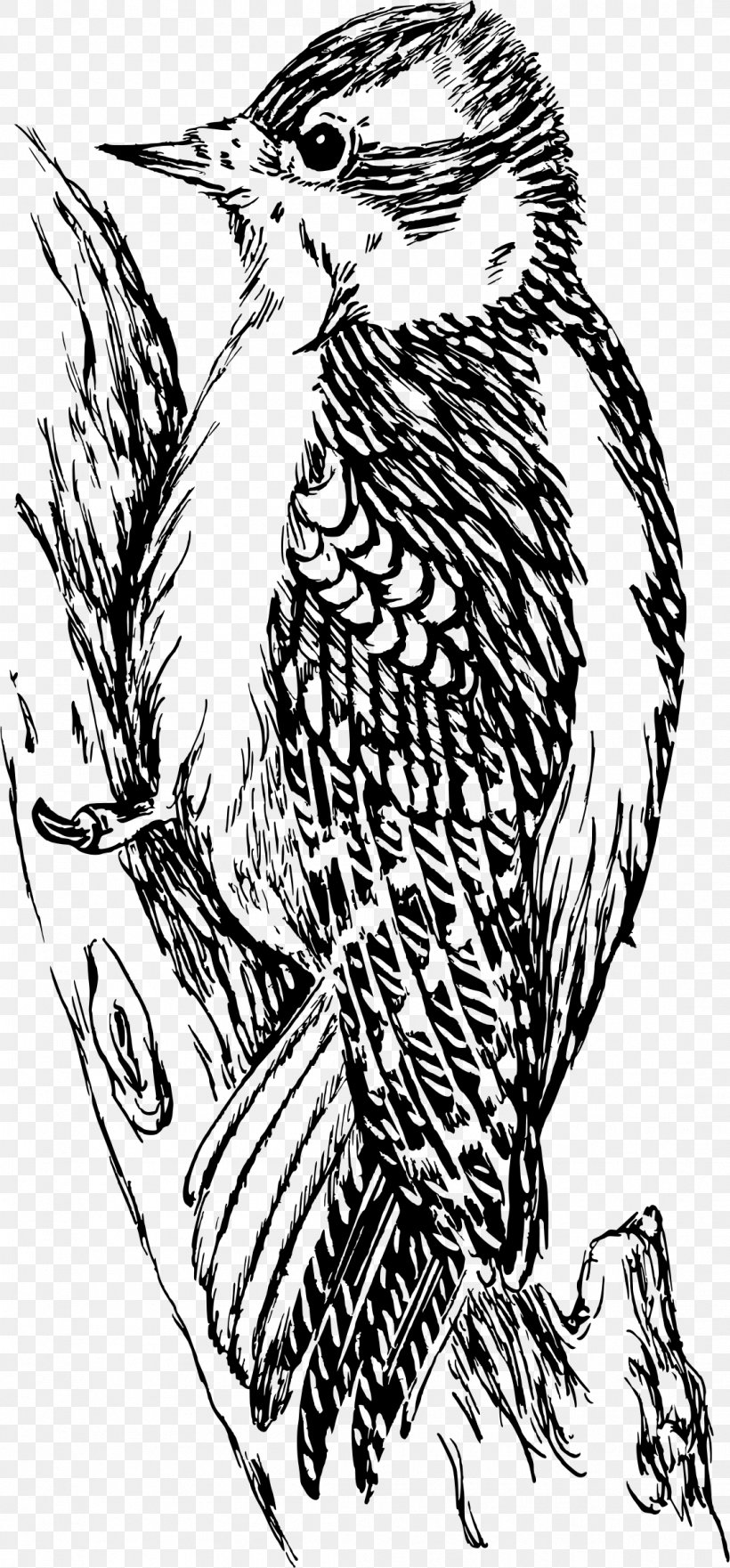 Downy Woodpecker Bird Black And White Clip Art, PNG, 1106x2376px, Woodpecker, Art, Artwork, Beak, Bird Download Free