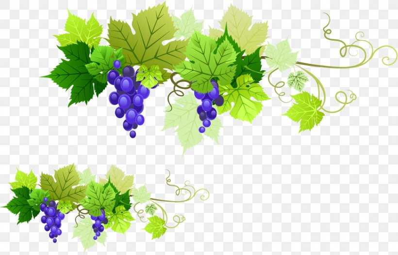 Kyoho Rosxe9 Grape Leaves, PNG, 869x559px, Kyoho, Branch, Common Grape Vine, Floral Design, Flower Download Free