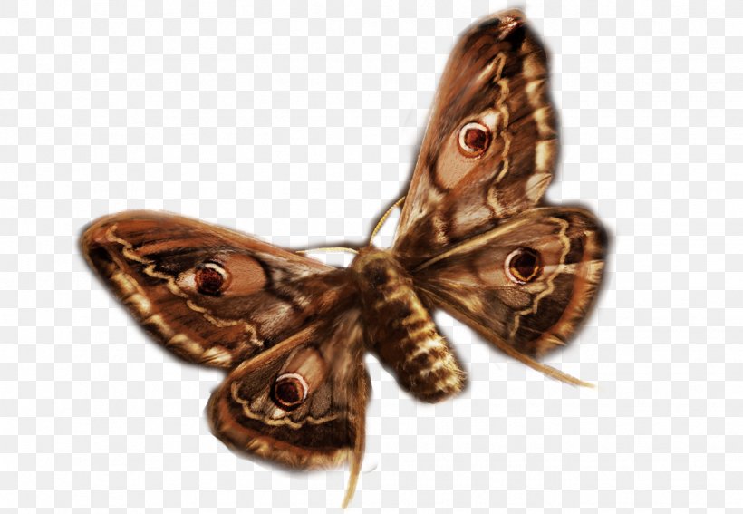 Moth Shoe, PNG, 1323x916px, Moth, Arthropod, Butterfly, Insect, Invertebrate Download Free