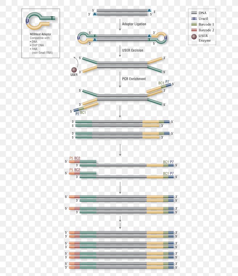 Primer Library Illumina Enzyme DNA, PNG, 725x950px, Primer, Area, Diagram, Dna, Enzyme Download Free