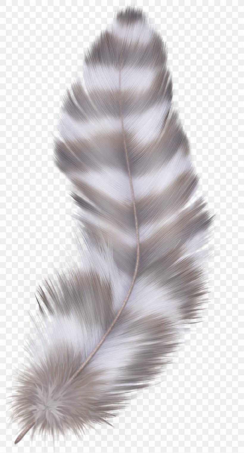 Bird Feather Asiatic Peafowl, PNG, 1051x1950px, Feather, Color, Color Image, Dots Per Inch, Fur Download Free
