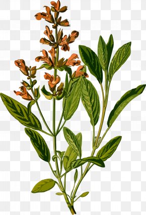 Common Sage Stock Illustration Drawing Illustration, PNG, 5000x5000px ...