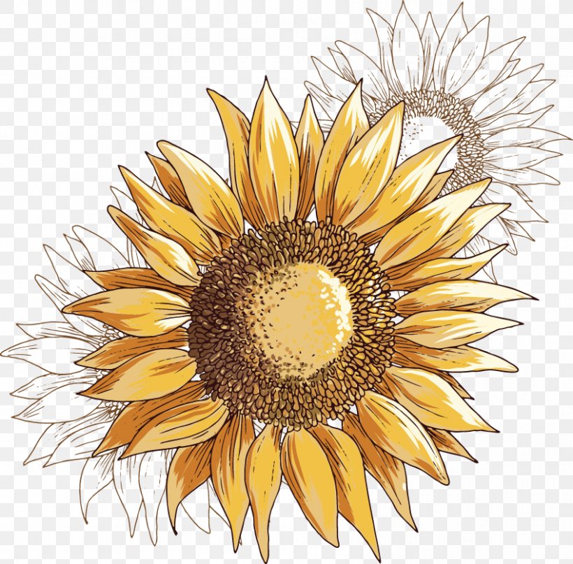 Common Sunflower Illustration, PNG, 849x836px, Common Sunflower, Cut Flowers, Daisy Family, Drawing, Floral Design Download Free