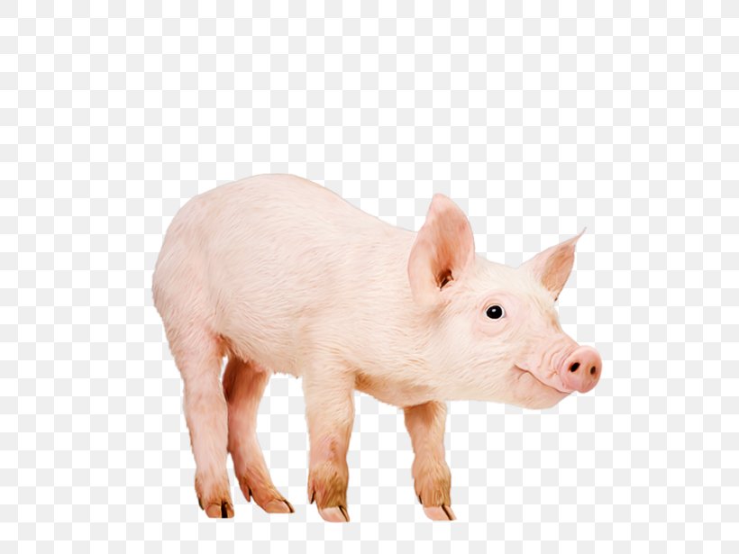 Domestic Pig Data Compression, PNG, 600x615px, Domestic Pig, Animal, Animal Figure, Data, Data Compression Download Free