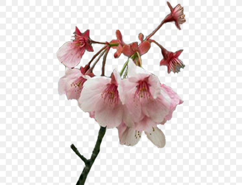 Flower Spring Cherry Blossom Plant Stem Bud, PNG, 442x628px, Flower, Blossom, Branch, Bud, Cherry Blossom Download Free