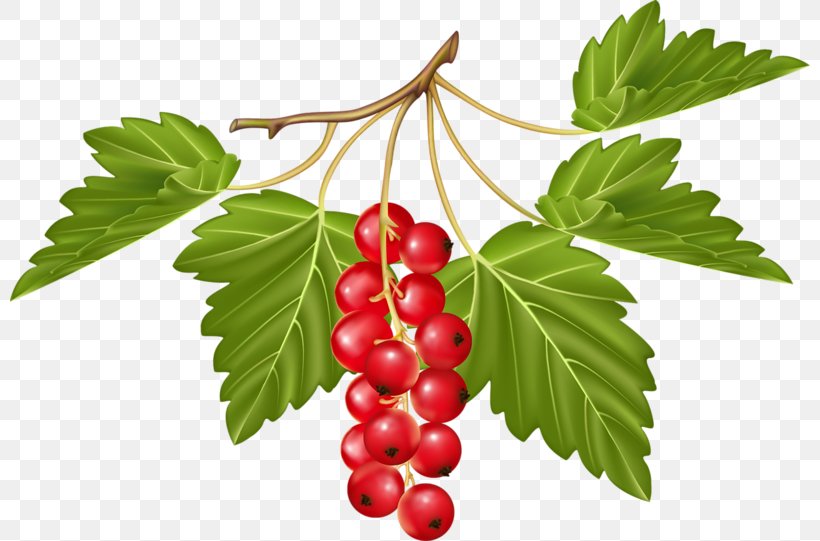 Fruit Berry Juice Vegetable Redcurrant, PNG, 800x541px, Fruit, Berry, Coffee, Currant, Depositfiles Download Free