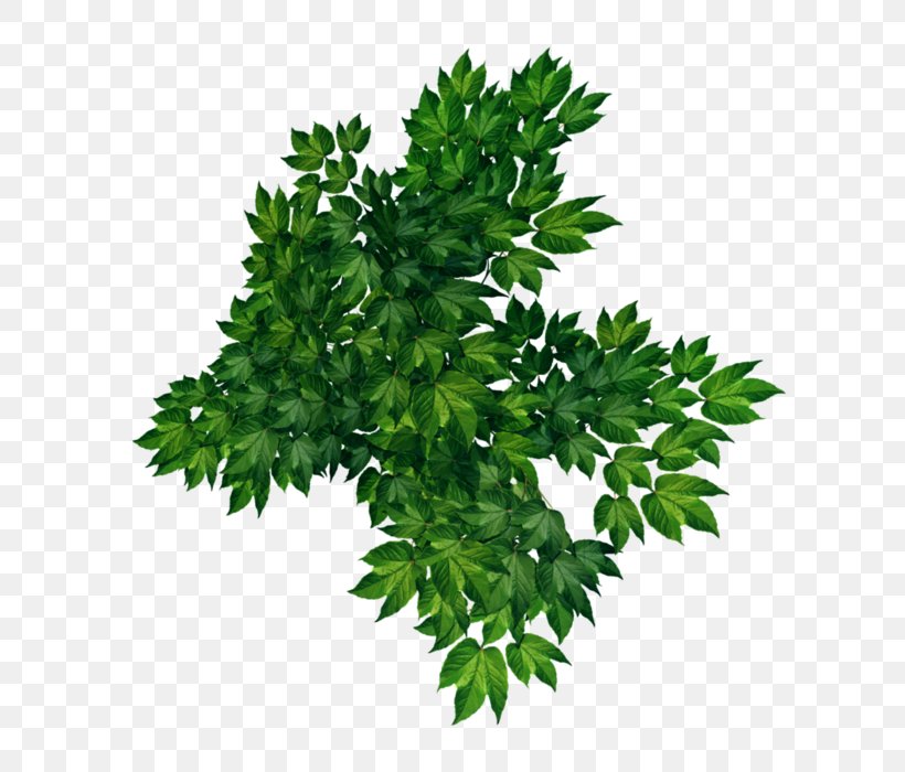 Parsley Leaf Vegetable Centerblog Image, PNG, 700x700px, Parsley, Branch, Centerblog, Coriander, Grass Download Free