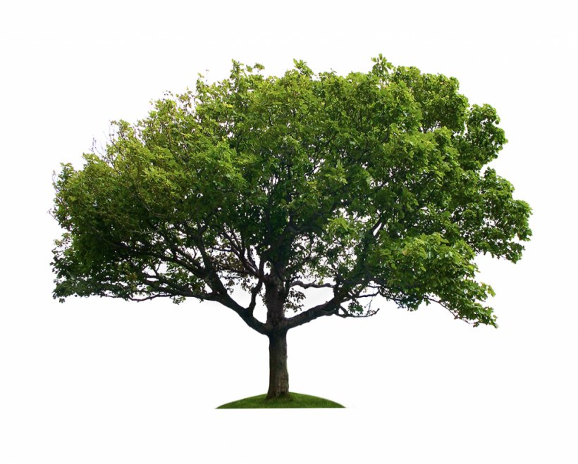Stock Photography Tree, PNG, 1024x823px, Stock Photography, Arbor Day Foundation, Branch, Drawing, Grass Download Free