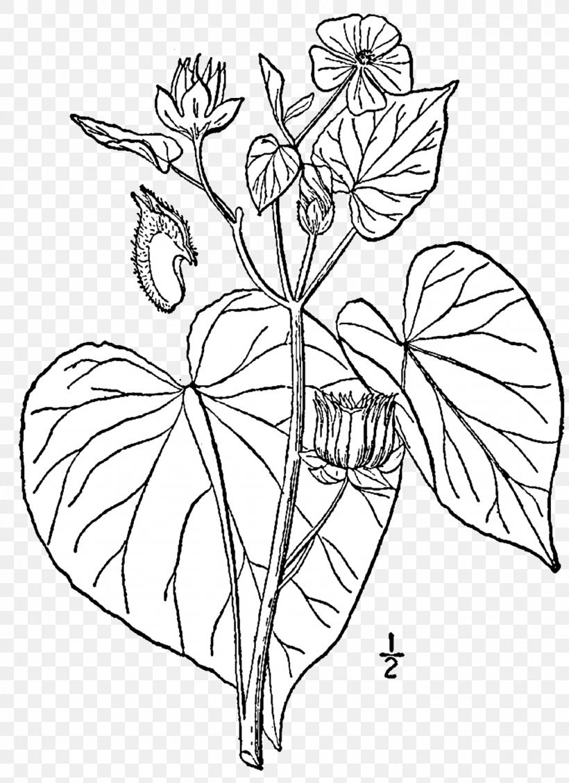 Abutilon Theophrasti Drawing Jute Weed Garden, PNG, 1453x2000px, Drawing, Area, Black And White, Branch, Color Download Free
