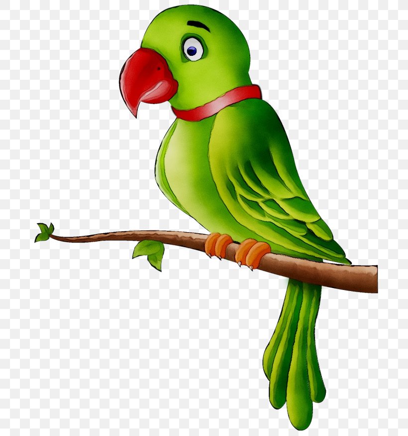 Bird Clip Art Macaw Budgerigar, PNG, 700x875px, Bird, Amazon Parrot, Beak, Blueandyellow Macaw, Budgerigar Download Free