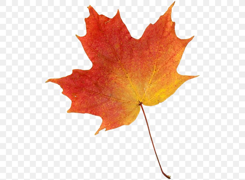 Drawing Autumn Leaf Color Clip Art, PNG, 522x604px, Drawing, Art, Autumn, Autumn Leaf Color, Leaf Download Free