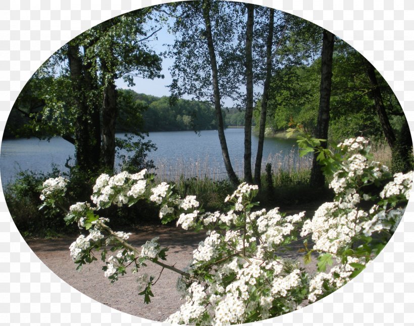 Flower Pond Garden Water Tree, PNG, 1600x1262px, Flower, Flora, Garden, Landscape, Plant Download Free