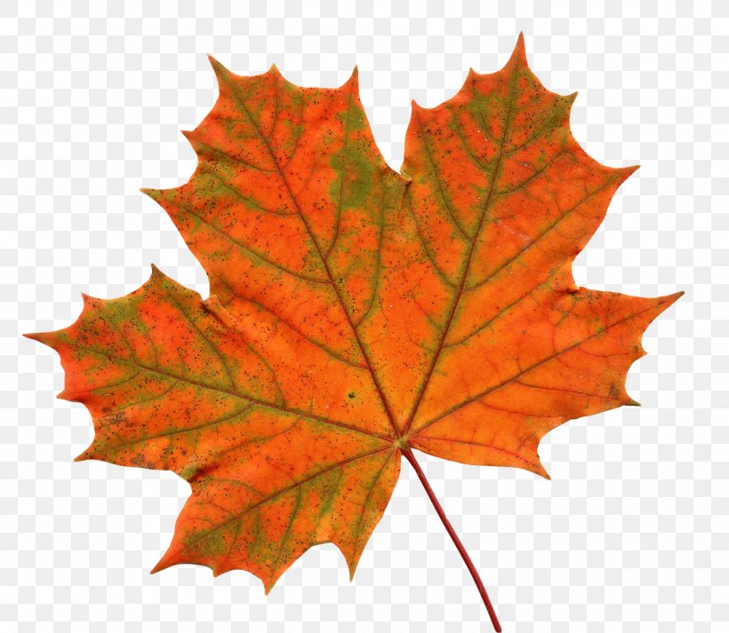 Maple Leaf Clip Art, PNG, 1300x1131px, Maple Leaf, Autumn, Autumn Leaf Color, Image File Formats, Leaf Download Free