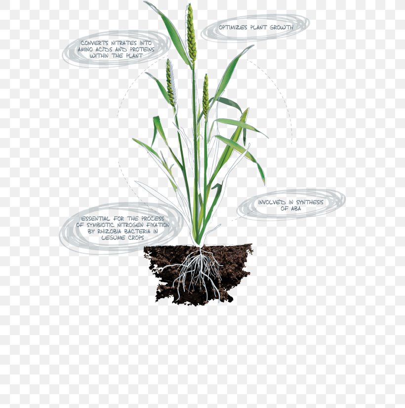 Micronutrient Deficiency Nitrogen Deficiency Plant, PNG, 600x828px, Nutrient, Amino Acid Synthesis, Chlorophyll, Cryogenic Nitrogen Plant, Essential Amino Acid Download Free