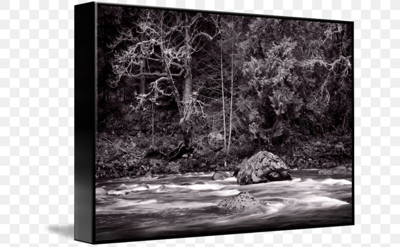 Photography Bayou Picture Frames Nature, PNG, 650x507px, Photography, Bayou, Black And White, Forest, Landscape Download Free