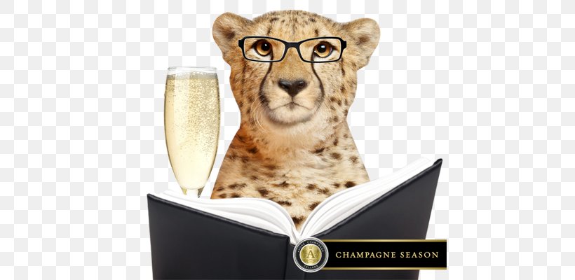 Champagne Cocktail Mimosa Lion, PNG, 700x400px, Champagne, Big Cat, Big Cats, Brunch, Carnivoran Download Free