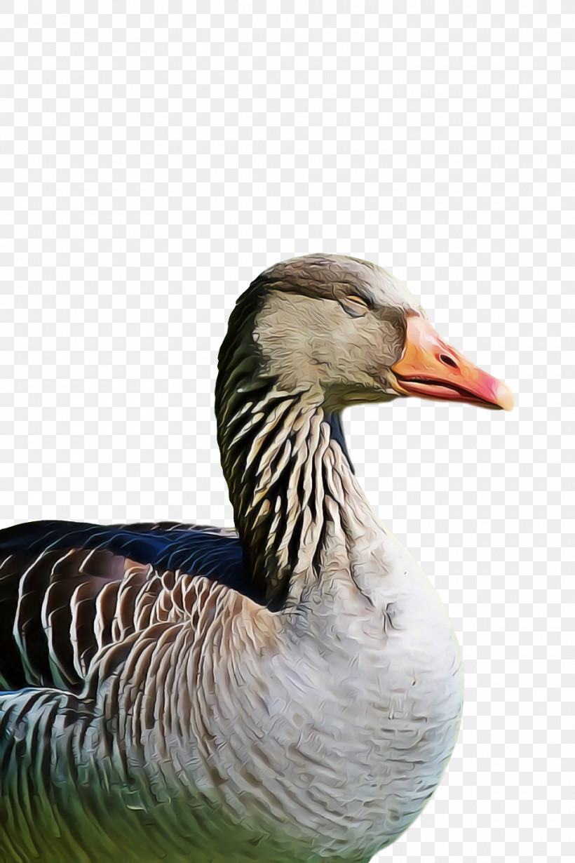 Goose Wild Animal, PNG, 960x1440px, Goose, Animal, Beak, Bird, Duck Download Free