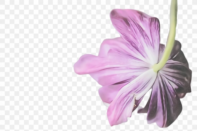 Purple Watercolor Flower, PNG, 2448x1632px, Watercolor, Family, Flower, Geraniaceae, Geranium Download Free
