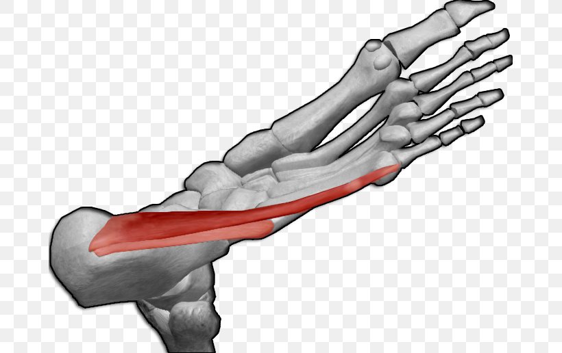 Thumb Abductor Digiti Minimi Muscle Of Foot Abductor Digiti Minimi Muscle Of Hand Abductor Hallucis Muscle, PNG, 677x516px, Watercolor, Cartoon, Flower, Frame, Heart Download Free