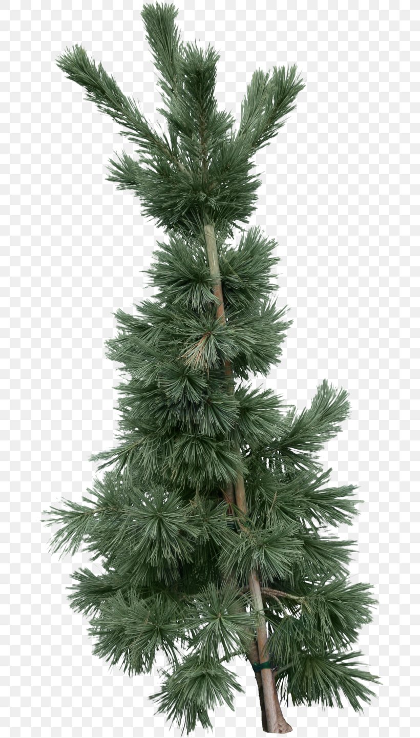 Tree Fir Pine Clip Art, PNG, 684x1441px, Tree, Biome, Branch, Christmas Decoration, Christmas Tree Download Free