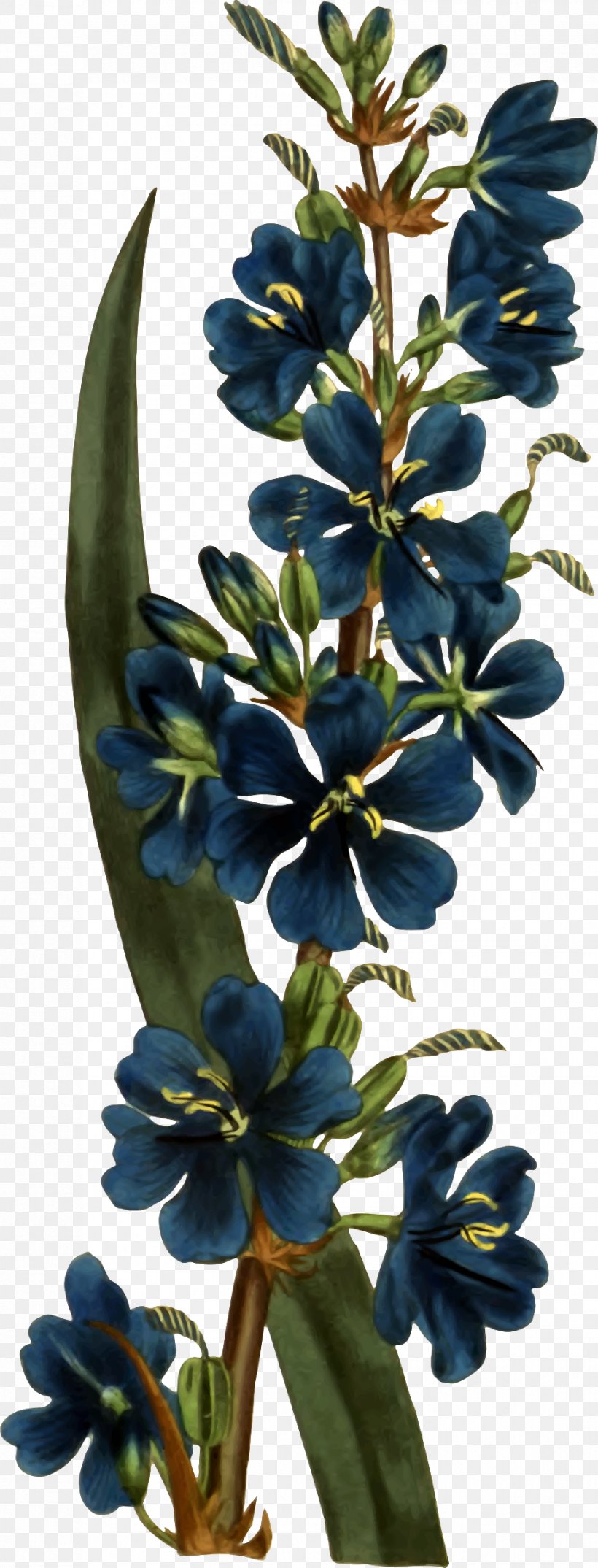 Aristea Botany The Woody Iridaceae: Nivenia, Klattia & Witsenia Botanical Illustration, PNG, 916x2400px, Botany, Botanical Illustration, Flora, Flower, Flowering Plant Download Free